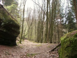 Le village est entouré d'une belle forêt, se prolongeant dans le camp militaire de Bitche.