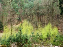 Les belles forêts entourant le village sont particulièrement appréciées pour la chasse.