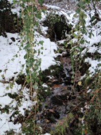 Le ruisseau de la Bildmühle en hiver (photographie de Yannes Schaeffer).