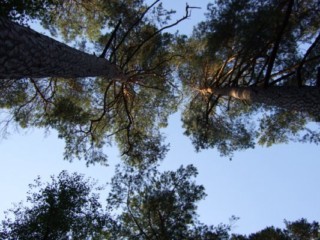 Les pins de Hanau constituent une espèce endémique (photographie d'Amélie Kraft).