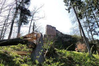 Les ruines du Falkenstein.
