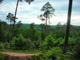 La forêt entourant le hameau.