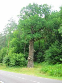 Le chêne des Suédois est situé sur la route de Siersthal.