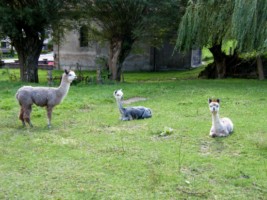 Un élevage de lamas et d'alpagas est installé dans le hameau.