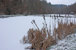 Dans la vallée, la commune de Waldhouse possède une enfilade de petits étangs de pêche (photographie de la section de Bitche du Club vosgien).