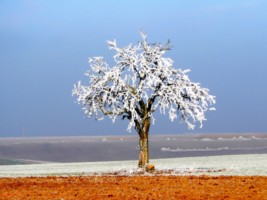 Panorama du pays d&eacute;couvert avec culture en openfield, pr&egrave;s de Rolbing.