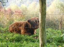 De nombreux troupeaux de Highland cattles, des vaches extr&ecirc;mement r&eacute;sitantes au dur climat du pays, ont &eacute;t&eacute; introduits afin de pallier au manque d'entretien des prairies humides situ&eacute;es dans les fonds de vall&eacute;es.